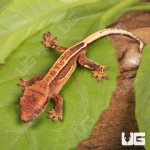 ug_Baby_Full_Pinstripe_Crested_Gecko_3.jpg