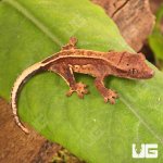 ug_Baby_Full_Pinstripe_Crested_Gecko_2.jpg