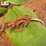 ug_Baby_Full_Pinstripe_Crested_Gecko_1.jpg
