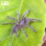 ug_Socotra_Island_Blue_Tarantula_4.jpg