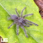 ug_Socotra_Island_Blue_Tarantula_3.jpg