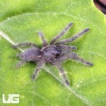 ug_Socotra_Island_Blue_Tarantula_1.jpg