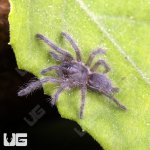 ug_Socotra_Island_Blue_Tarantula_2.jpg