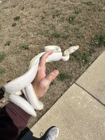 IMG_1137.jpeg