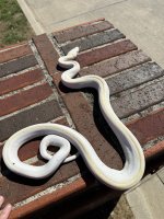 IMG_1135.jpeg