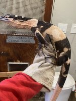 IMG_0952.jpeg