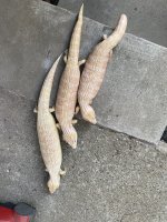 IMG_5743.jpeg