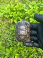 IMG_1651.jpeg