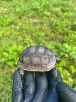 IMG_1652.jpeg