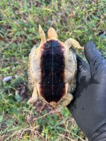 IMG_0737.jpeg