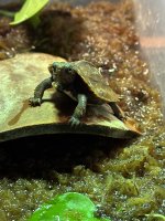 IMG_6625.jpeg