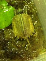 IMG_6575.jpeg