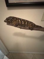 IMG_3569.jpeg