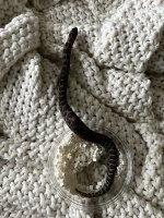 IMG_6290.jpeg
