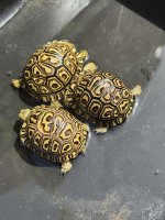IMG_3239.jpeg