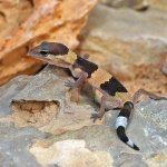 ug_baby_african_fat_tail_gecko_2.jpg