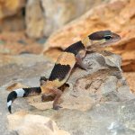 ug_baby_african_fat_tail_gecko_3.jpg