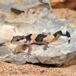 ug_baby_african_fat_tail_gecko_4.jpg