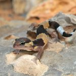 ug_baby_african_fat_tail_gecko_5.jpg