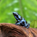 ug_Reticulated_Blue_and_Black_Dart_Frog_1.jpg