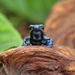 ug_Reticulated_Blue_and_Black_Dart_Frog_2.jpg