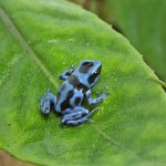 ug_Reticulated_Blue_and_Black_Dart_Frog_3.jpg