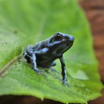 ug_Reticulated_Blue_and_Black_Dart_Frog_4.jpg