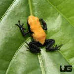 ug_yellow_splashback_dart_frog_3.jpg
