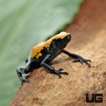 ug_yellow_splashback_dart_frog_2.jpg