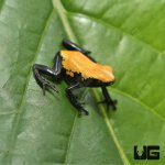 ug_yellow_splashback_dart_frog_1.jpg