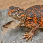 ug_Baby_Red_Uromastyx_2.jpg