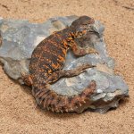 ug_Baby_Red_Uromastyx_3.jpg