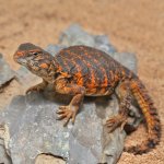 ug_Baby_Red_Uromastyx_4.jpg
