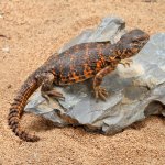 ug_Baby_Red_Uromastyx_1.jpg