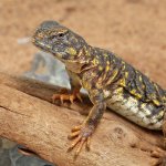 ug_Baby_YellowUromastyx_5.jpg