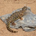 ug_Baby_YellowUromastyx_1.jpg
