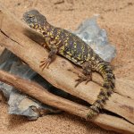 ug_Baby_YellowUromastyx_2.jpg