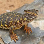 ug_Baby_YellowUromastyx_3.jpg