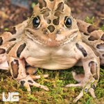 ug_Northern_Leopard_Frog_4.jpg
