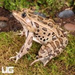 ug_Northern_Leopard_Frog_3.jpg