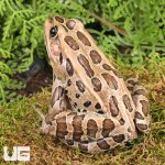 ug_Northern_Leopard_Frog_2.jpg