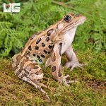 ug_Northern_Leopard_Frog_1.jpg