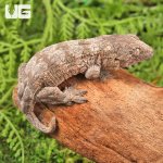 ug_GTA_x_Yate_x_Mt_Khogis_(Dark_Morph)_Leachianus_Gecko_4.jpg