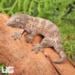 ug_GTA_x_Yate_x_Mt_Khogis_(Dark_Morph)_Leachianus_Gecko_2.jpg