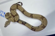 IMG_8997.jpeg