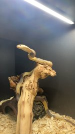 IMG_1375.jpeg