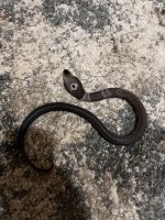 IMG_2038.jpeg