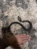 IMG_2040.jpeg
