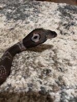 IMG_2041.jpeg