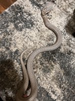 IMG_2042.jpeg
